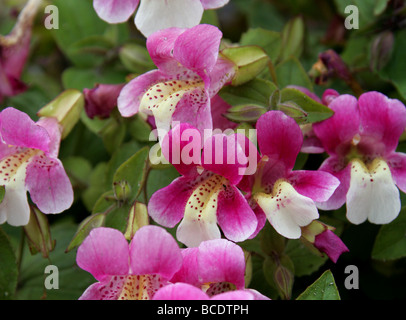 Cileno Fiore di scimmia, Ninfa andina o Berro Rosado, Mimulus naiandinus, Phrymaceae, Cile settentrionale e America del Sud Foto Stock