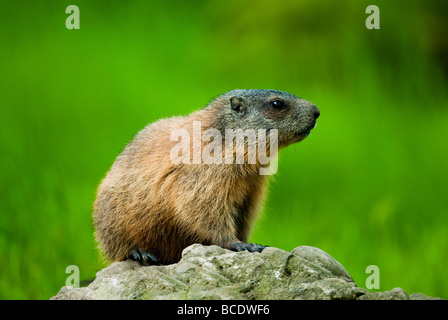 La marmotta alpina lat Marmota marmota seduto su una roccia con il verde al di fuori della messa a fuoco lo sfondo Foto Stock