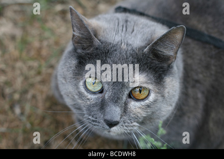 Un close-up di un gatto con due diversi occhi colorati. Foto Stock