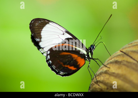 Glasswing butterfly lat creta oto camminando verso l'alto stretto dof è messa a fuoco sull'occhio Foto Stock