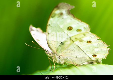 Luna Indiana moth lat actias selene con sfondo verde Foto Stock