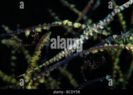 Questo ago gamberetti, gamberi gorgonia o lama di gamberi è ben mascherata sulla barriera corallina in Flores mare vicino all isola di Komodo Foto Stock