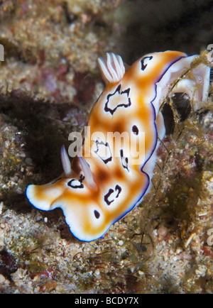 Un Chromodoris da Leopardo nudibranch scivola su di una scogliera di corallo in Flores mare vicino all isola di Komodo, Indonesia. Foto Stock