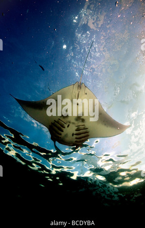 Un gigante di Manta Ray scivola silenziosamente attraverso la pezzata nelle acque di superficie di Flores mare vicino all isola di Komodo, Indonesia. Foto Stock