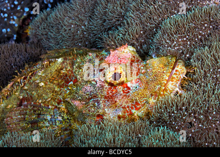 Un reef Scorfani si accoccola tra i coralli su una scogliera in Flores mare vicino all isola di Komodo, Indonesia. Foto Stock