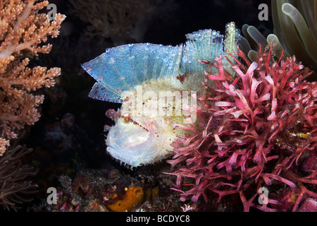 Un white Leaf Scorfani attende il suo prossimo pasto a casa su una barriera corallina in Flores mare vicino all isola di Komodo, Indonesia. Foto Stock