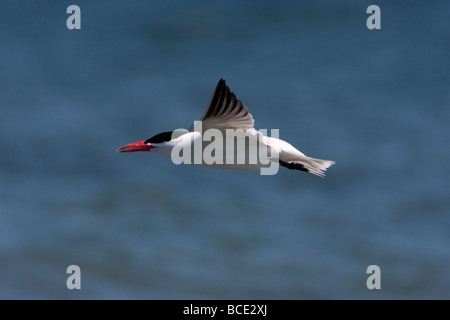 Caspian Tern Hydroprogne caspia in volo lungo la riva del mare a Rathtrevor Beach L'Isola di Vancouver BC nel Maggio Foto Stock