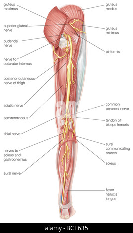 La vista posteriore del diritto umano gamba, mostrando il nervo sciatico e i suoi rami. Foto Stock