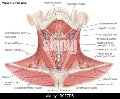I muscoli del collo umano, come pure le ossa principali e i vasi sanguigni. Foto Stock