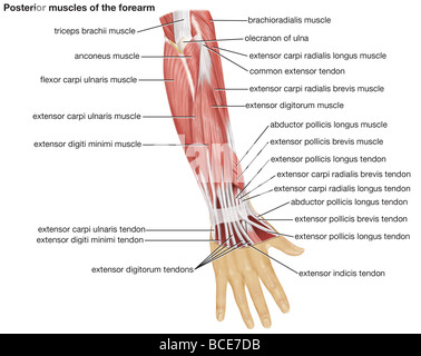 La vista posteriore dei muscoli dell'avambraccio umano. Foto Stock