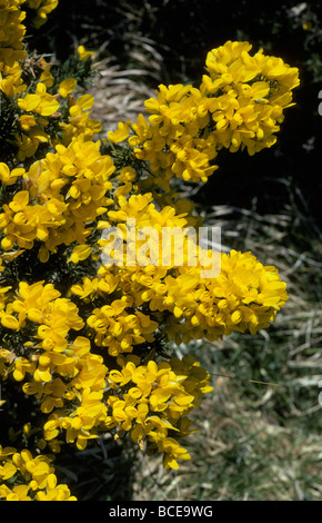 Gorse Ulex Europaeus Fabaceae REGNO UNITO Foto Stock