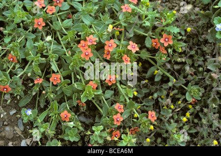 Scarlet Pimpernel Anagallis arvense Primulaceae REGNO UNITO Foto Stock