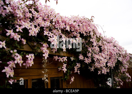 Una cascata e cluster di Clematis Montana fiori all'inizio dell'estate. Nome latino: Ranunculaceae. Foto Stock