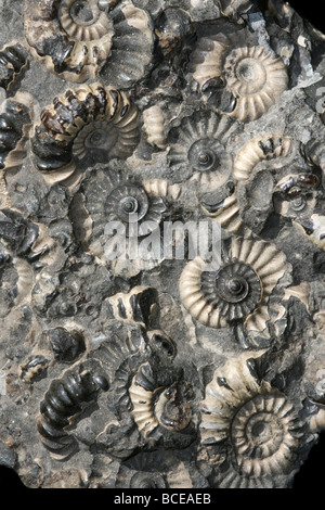 Marston Magna marmo fossile ammonita Somerset, Inghilterra, Regno Unito