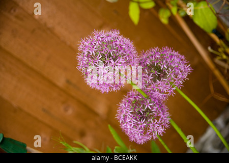 Un viola Allium Giganteum fiore. Foto Stock