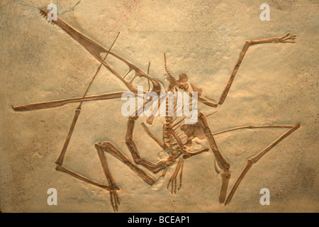 Pterodactylus antiquus Cast Solnhofen calcare della Baviera Foto Stock