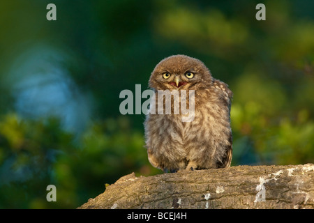 I capretti Civetta (Athene noctua) Elemosinare il cibo come approcci genitore, Aldreth, Cambridgeshire Foto Stock