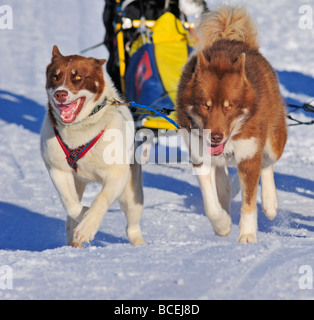 Dettagli di una coppia di slitte trainate da cani in piena azione verso la telecamera Foto Stock