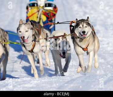 Dettagli di un sled dog team in piena azione verso la telecamera Foto Stock