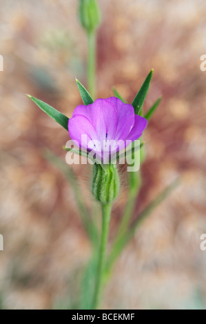 Agrostemma githago. Millefiori Corncockle Foto Stock