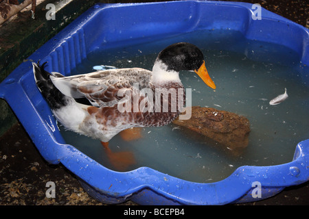 DUCK AVENTI UN BAGNO IN UNA VASCA DI PLASTICA Foto Stock