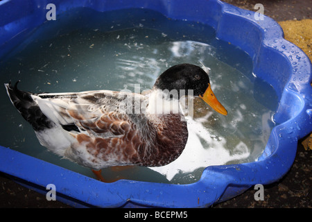 DUCK AVENTI UN BAGNO IN UNA VASCA DI PLASTICA Foto Stock