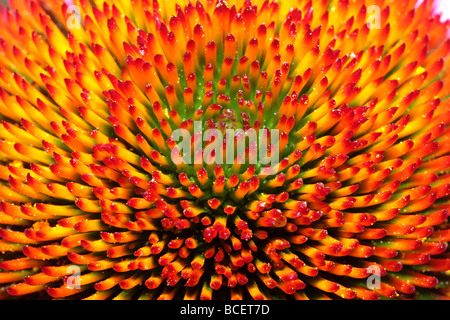 Questa è una macro close up del nucleo di un coneflower o echinacea fiore. Foto Stock