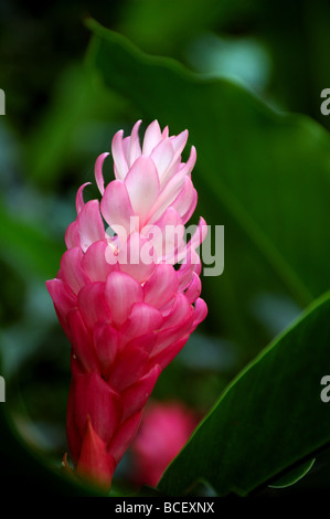 Fiore tropicale: Rosa zenzero Alpinia purpurata Foto Stock