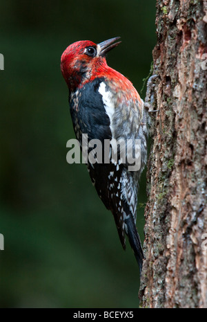 Red-breasted Sphyrapicus Sapsucker ruber alimentazione dalla corteccia di abete Douglas in Cattedrale Grove vicino a Port Alberni, Isola di Vancouver Foto Stock