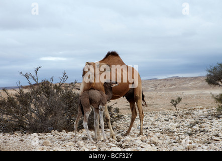 Oman, Dhofar. 7 giorni di vecchio baby cammello arabo bastoni la lingua fuori, sicuro protetto da sua madre, in attesa di essere alimentato. Foto Stock