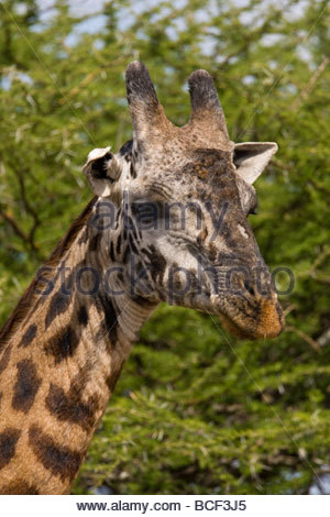 Una giraffa trasforma la sua testa verso la telecamera. Foto Stock