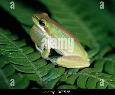 Nana settentrionale raganella, Litoria bicolor Queensland, Australia Foto Stock