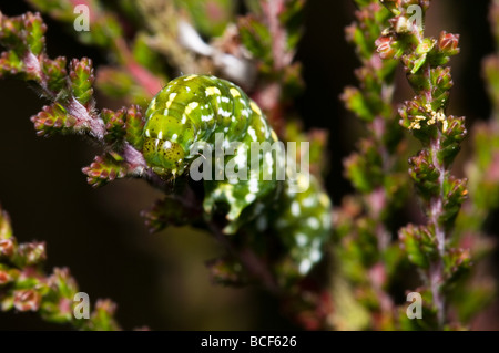 Bel giallo Underwing caterpillar Foto Stock