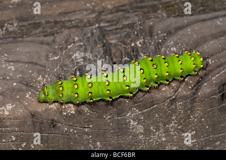L'imperatore Moth caterpillar Foto Stock