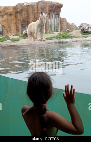 Orso polare allo zoo Foto Stock