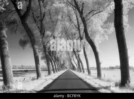 Una strada alberata attraverso terreni agricoli in Damme Belgio Shot su Kodak Infrared Film conosciuto per granella elevata e scansione a tamburo Foto Stock