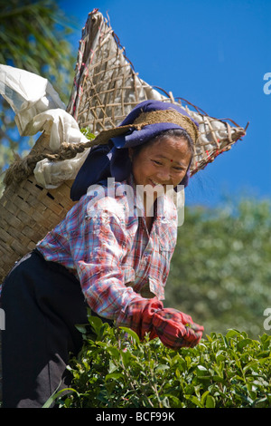 L'India,West Bengal, Darjeeling, Happy Valley, Donna tea picking Foto Stock