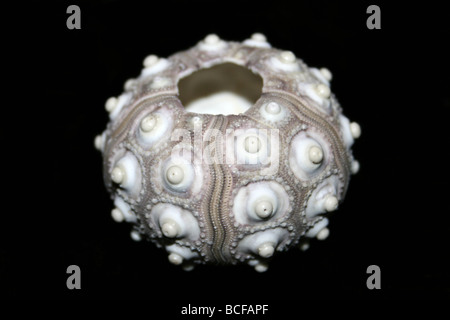 Sputnic ricci di mare Prionocidaris baculosa Foto Stock