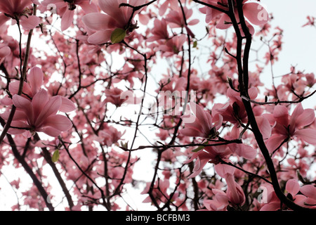 Suggestiva rosa albero di magnolia fiorisce arte fotografia Jane Ann Butler JABP Fotografia433 Foto Stock