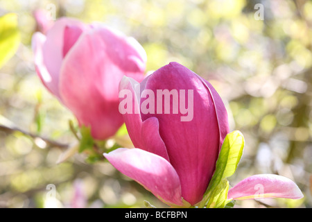 Viola magnolia gemme bellezza in natura arte fotografia Jane Ann Butler JABP Fotografia434 Foto Stock