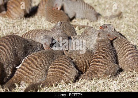 Una famiglia di nastrare Mongooses interagire gli uni con gli altri Foto Stock