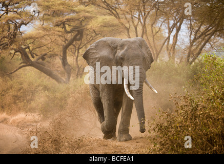 Loxodonta africana (elefante), il Lago Manyara National Park, Tanzania Foto Stock