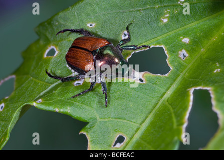 Coleottero giapponese, Popillia japonica Foto Stock