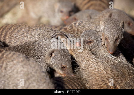 Una famiglia di nastrare Mongooses interagire gli uni con gli altri Foto Stock