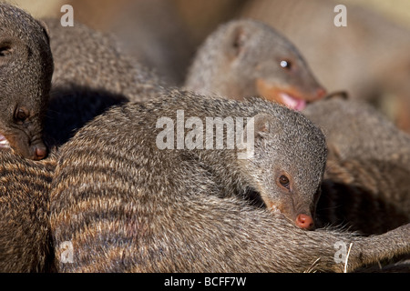 Una famiglia di nastrare Mongooses interagire gli uni con gli altri Foto Stock