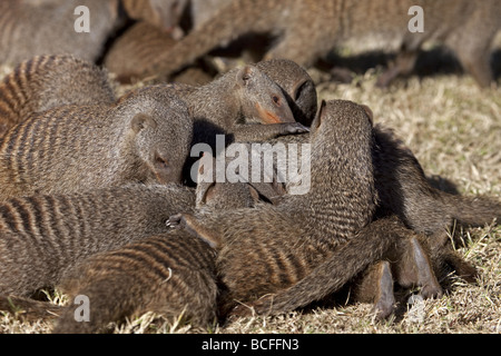 Una famiglia di nastrare Mongooses interagire gli uni con gli altri Foto Stock