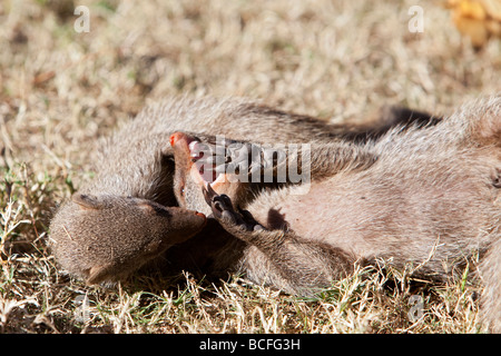 Due Mongooses nastrati stese trovanella sole invernale Foto Stock