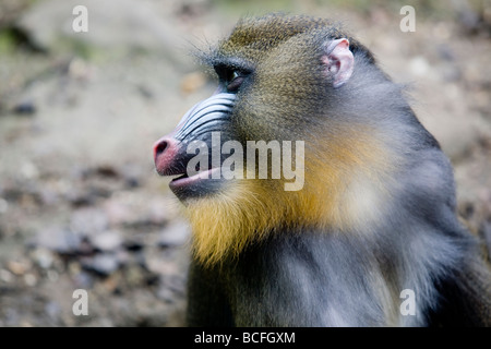 Mandrill (Mandrillus sphinx) ritratto Foto Stock