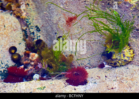 Rock pool con Beadlet anemoni a Hushinish, Isle of Harris, Ebridi Esterne, Western Isles, Scotland, Regno Unito 2009 Foto Stock