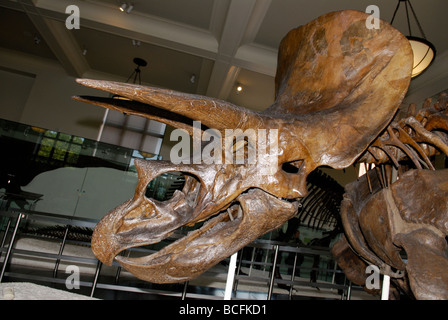 Triceratops horridus scheletro Foto Stock